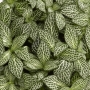 Fittonia White Angel