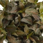 Fittonia Dark Star