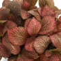 Fittonia Diamond