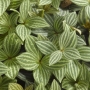 Peperomia Puteolata