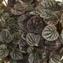 Peperomia Red Luna