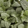 Fittonia Biancoverde
