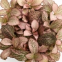 Fittonia Pink Anne