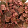 Fittonia Red Star