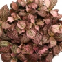 Fittonia Pink Star